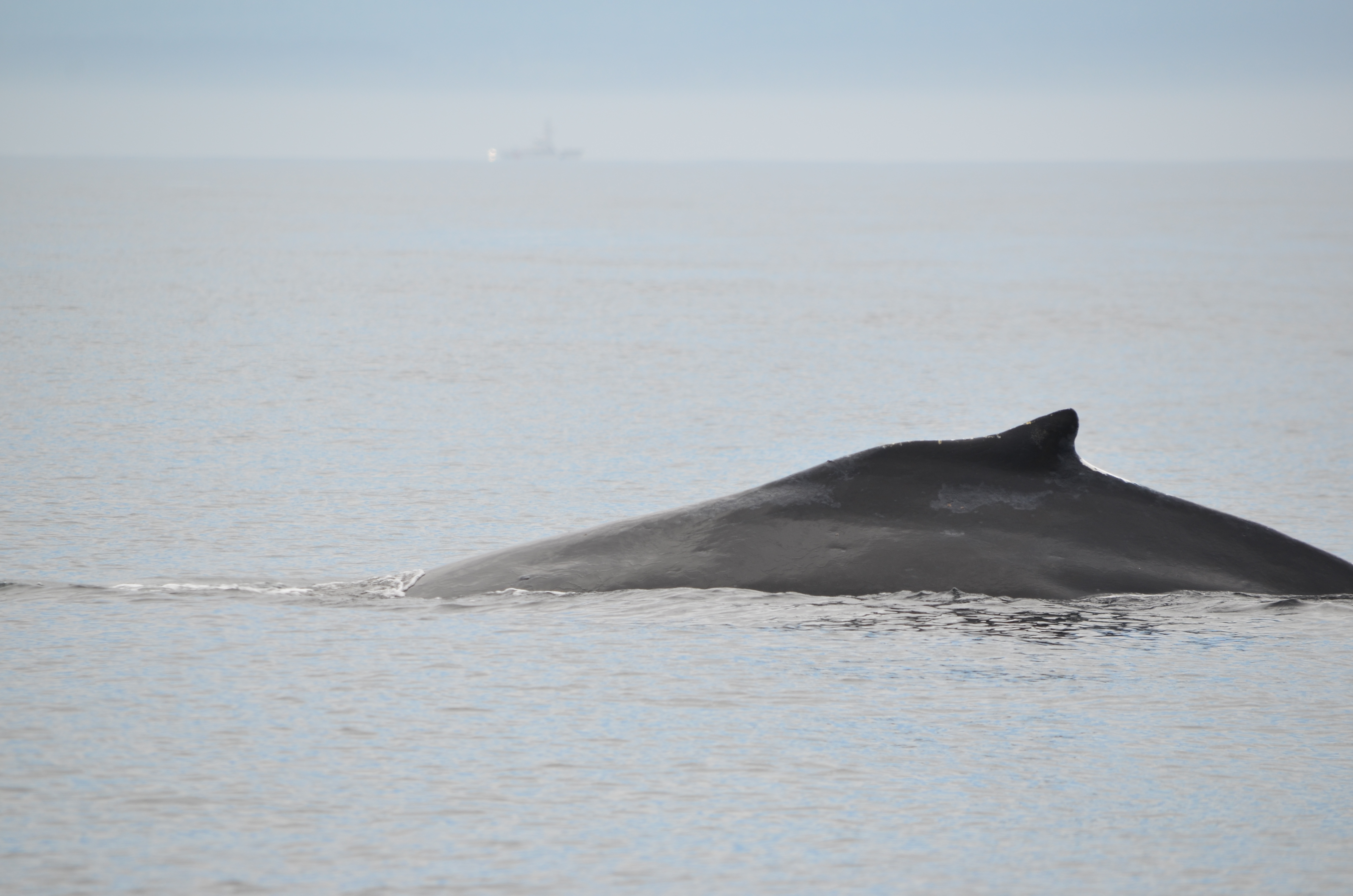 photos/wildlife/Mammal_Species/Humpback Whale/DSC_0048.JPG